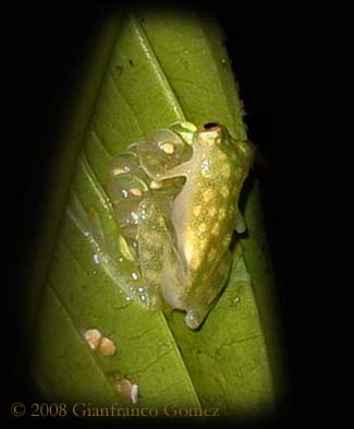 Male Reticulated Glass Frog With Eggs - Hyalinobatrachium valerioi