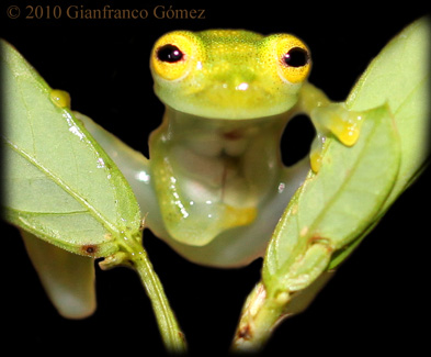 Reticulated Glass Frog - Hyalinobatrachium valerioi