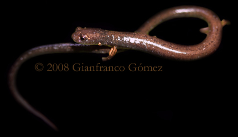 Worm Salamander - Oedipina pacificensis