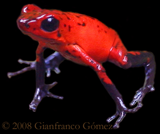 Strawberry Poison-dart Frog - Oophaga pumilio