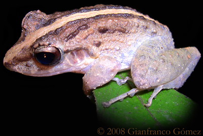 Common Rain Frog - Craugastor fitzingeri
