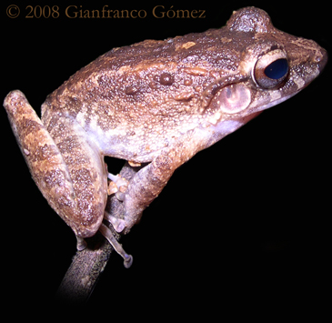 Common Rain Frog - Craugastor fitzingeri