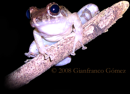 Common Rain Frog - Craugastor fitzingeri