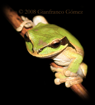 Masked Tree Frog - Smilisca phaeota