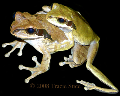 Masked Tree Frogs Mating - Smilisca phaeota
