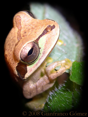 Masked Tree Frog - Smilisca phaeota