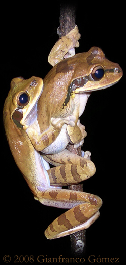 Masked Tree Frogs Mating - Smilisca phaeota