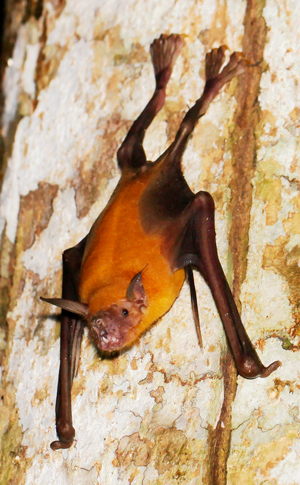 Greater Bulldog Bat - Noctilio leporinus
