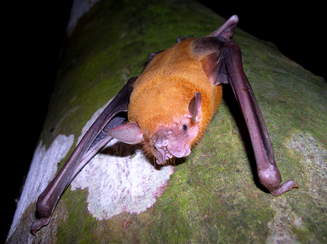 Greater Bulldog Bat - Noctilio leporinus