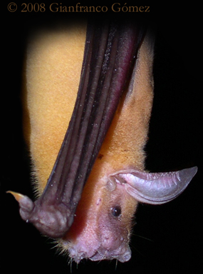 Greater Bulldog Fishing Bat - Noctilio leporinus