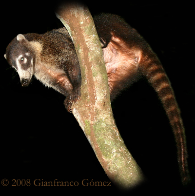 White-nosed Coati - Nasua narica