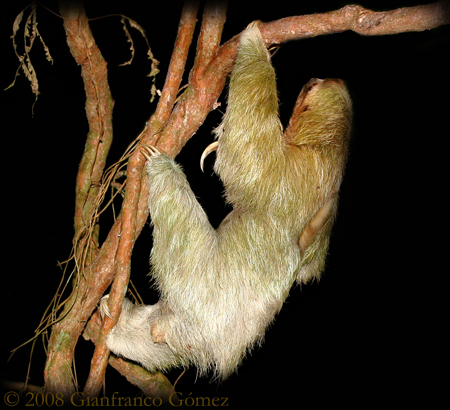Tree Dwelling Mammal 25mm Sloth Ribbon || 3 Yards of Ribbon 1 Lazy Sloth Lazy Animal Ribbon Slow Animal Take It Slow