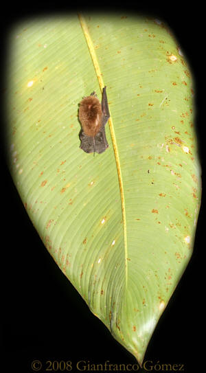 Disk-winged Bats