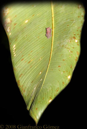 Disk-winged Bats