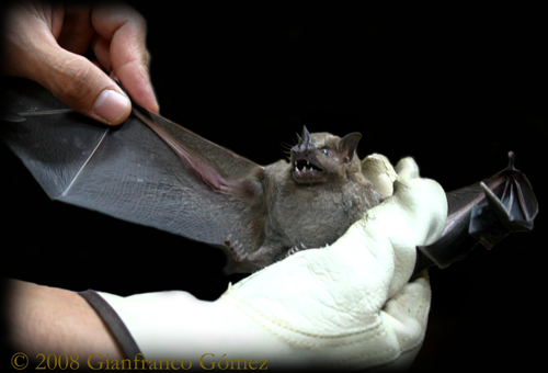 Jamaican Fruit Bat - Artibeus jamaicensis