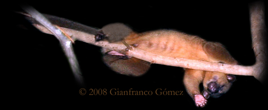 Kinkajous - Potos flavus