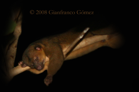 Kinkajous - Potos flavus