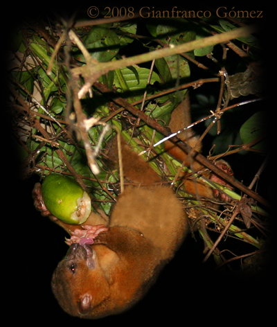 Kinkajous - Potos flavus
