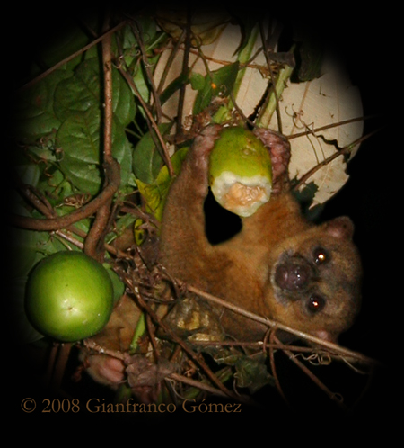 Kinkajous - Potos flavus