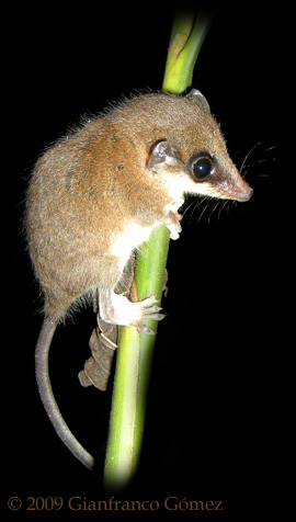 Mexican Mouse Opossum - Marmosa mexicana