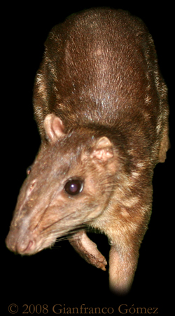 Paca - Agouti paca