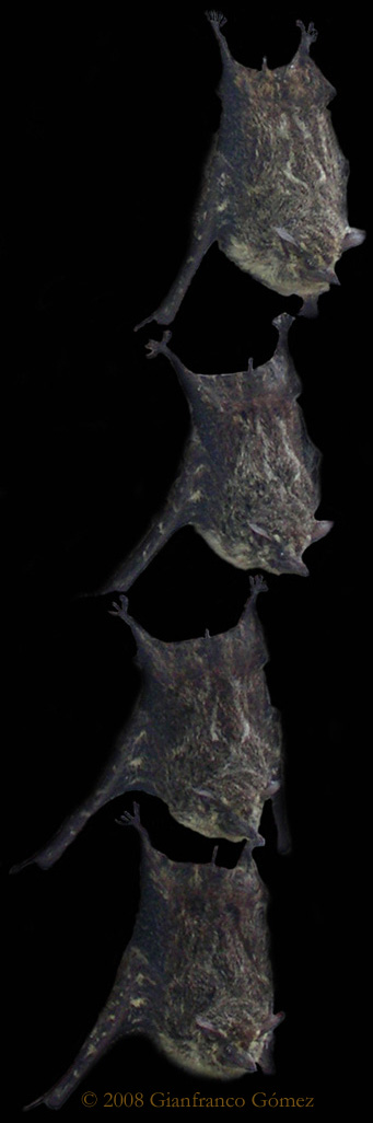 Brazilian Long-nosed Bats - Rhynchonycteris naso