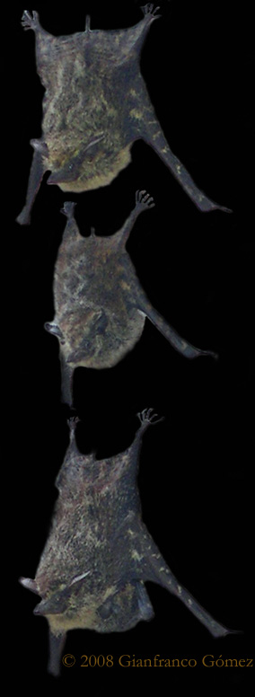 Brazilian Long-nosed Bats - Rhynchonycteris naso