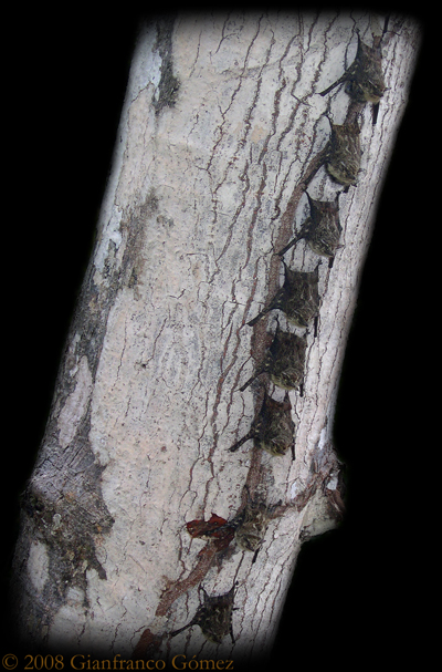 Brazilian Long-nosed Bats - Rhynchonycteris naso