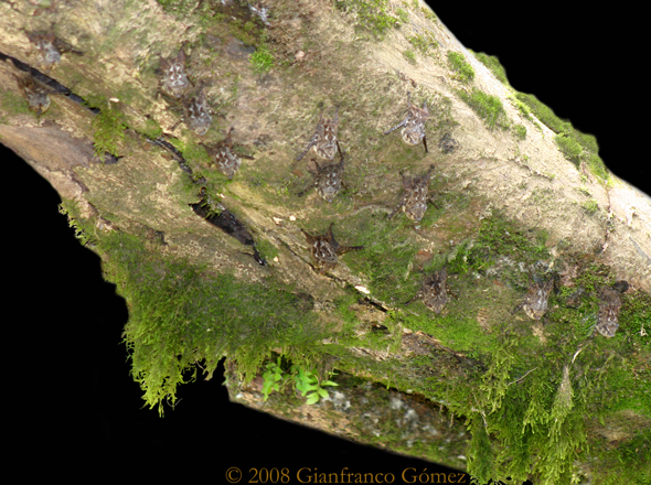 Brazilian Long-nosed Bats - Rhynchonycteris naso
