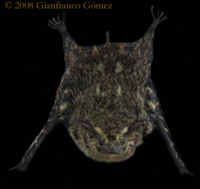 Brazilian Long-nosed Bats - Rhynchonycteris naso