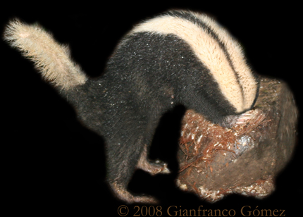 Striped Hog-nosed Skunk - Conepatus semistriatus