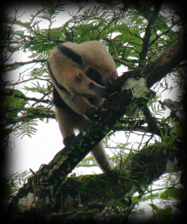 Northern Tamandua Anteater - Tamandua mexicana