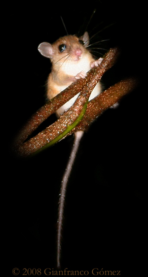 Vesper Rat - Nyctomys sumichrasti