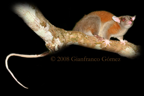 Central American Woolly Opossum - Caluromys derbianus