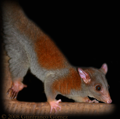 Central American Woolly Opossum - Caluromys derbianus