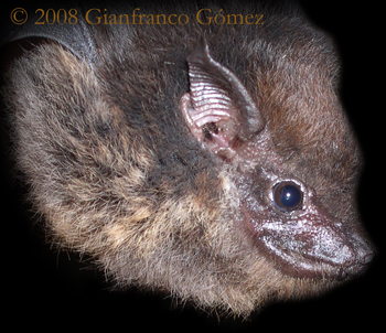 White-lined Bats