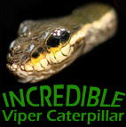 The Amazing Viper Caterpillar