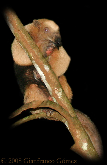 Northern Tamandua Anteater - Tamandua mexicana