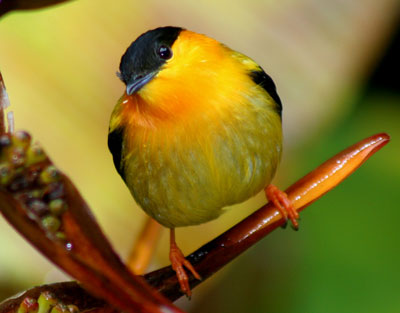 Birdwatching Tours in Drake Bay, Costa Rica