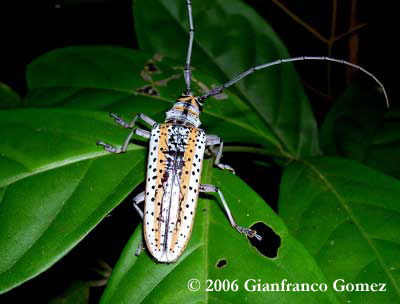 Drake Bay, Costa Rica - This long-horned beetle, photographed on The Night Tour, is one of nature's true works of art.