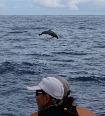 Dolphin Watching Tours in Drake Bay, Costa Rica