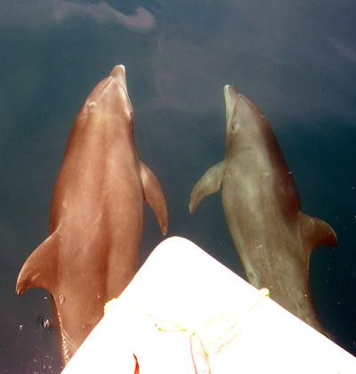 Dolphins on the way to Caño Island