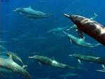 Join Marine Biologist Shawn Larkin for a pelagic adventure with some of Costa Rica�s most amazing marine creatures. 