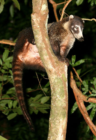 Mammals of Drake Bay, Costa Rica - The Night Tour