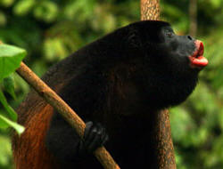 Mantled Howler Monkey, Alouatta palliata, in Corcovado National Park