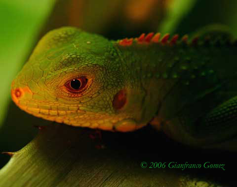 The Night Tour in Drake Bay Costa Rica - Green Iguana