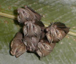 Drake Bay, Costa Rica - Explore the amazing world of insects on The Night Tour.
