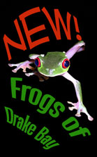 Frogs of Drake Bay Home Page