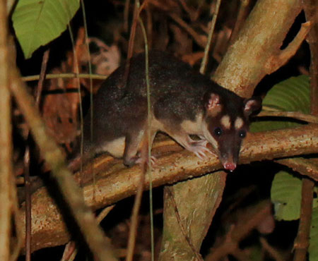 Mammals of Drake Bay, Costa Rica - The Night Tour