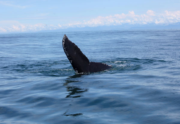 Humpback Whale Watching Tours in Drake Bay, Costa Rica